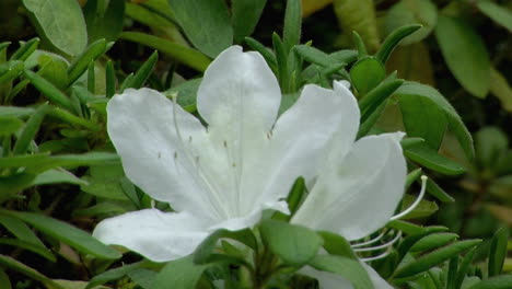 Close-up-of-white-azalea-blossom