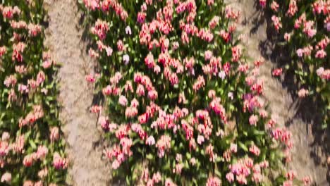 Luftneigung-Nach-Oben-Fliegen-über-Reihen-Von-Holländischen-Feldern-Mit-Rosa-Und-Lila-Hyazinthenblüten