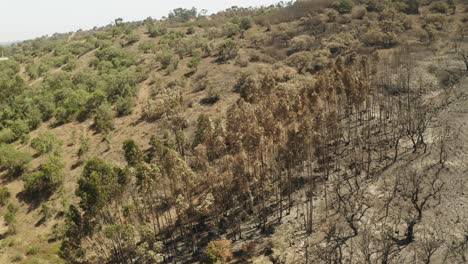 Waldhügel-Mit-Bäumen,-Die-Teilweise-Von-Waldbränden-In-Portugal-Betroffen-Sind