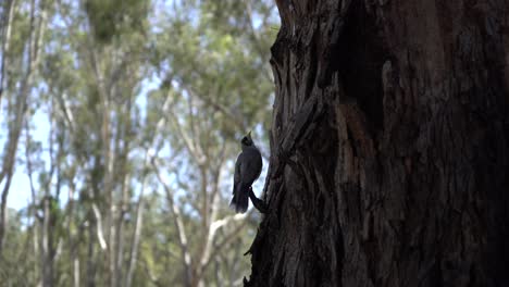 Australian-bird-on-the-side-of-the-tree-in-nature