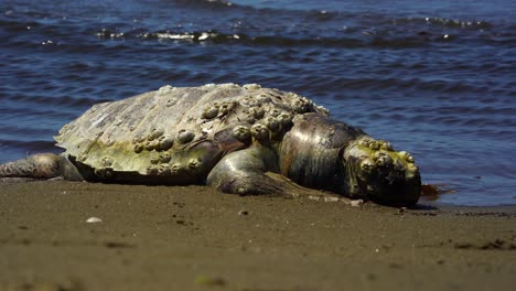 Dead-turtle-on-shore-of-sandy-beach-washed-out-from-sea-water,-pollution-seas