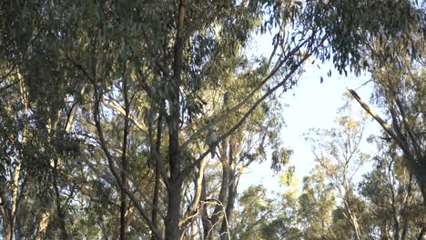 Kookaburra-En-árbol-Australiano-Outback-Fauna-Camping