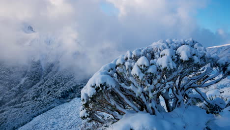Snow-covered-plants-on-top-of-snowy-mountains-during-sunny-and-cloudy-day