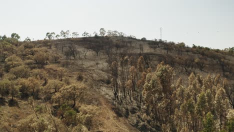 Flug-In-Richtung-Waldberge,-Die-Von-Buschbränden-In-Portugal-Betroffen-Sind