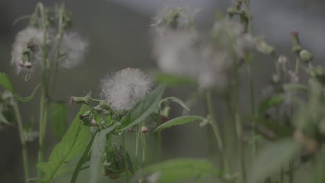 dandelion-agriculturist-rural-and-mountain