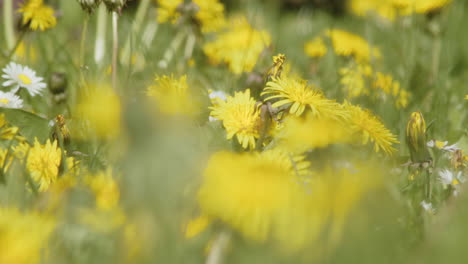 Close-up-shot-of-dandelions-in-a-meadow