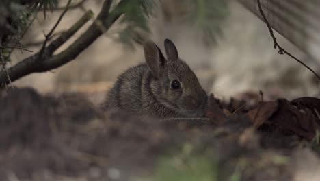 Portrait-Of-A-Young-Bunny-Rabbit-Sitting-Under-A-Tree,-Adorable-Wild-Animal-In-Backyard-Environment