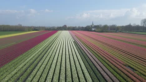 Leading-lines-of-colorful-tulips-outside-field-of-rural-village-in-Holland