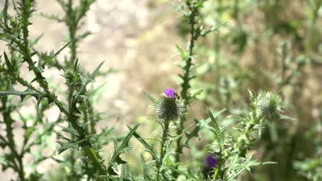 Bee-mid-shot-pollenating-wild-flower-Australian-outback