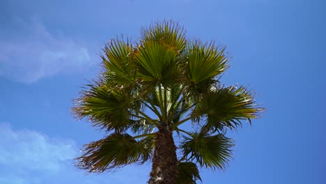Palm-tree-green-leaves-on-light-breeze-with-blue-sky-background,-summer-vacation