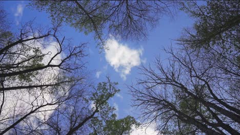 Vertikale-Aufnahme-Von-Vorbeiziehenden-Bäumen-Und-Wolken