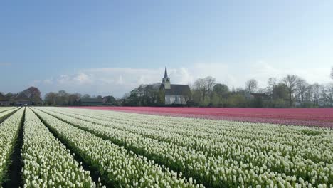 Beruhigende-Landschaft-Mit-Weißer-Kapelle-Und-Blühenden-Tulpen-In-Holland
