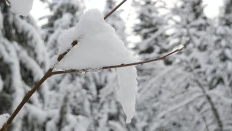 Snow-on-a-leafless-tree-branch-in-a-Winter-Forest,-Close-Up,-Blurred-Background