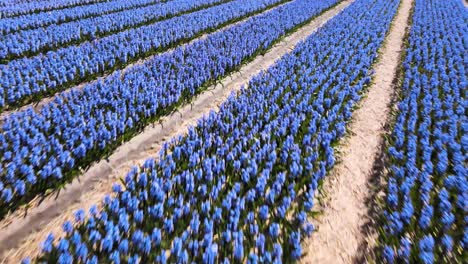 Aerial-fly-over-rows-of-dutch-fields-with-purple-hyacinth-flowers