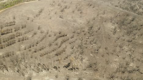 Flying-Over-Barren-Terrain-With-Bare-Trees-On-Mountain-Forest-After-Bushfire-In-Portugal