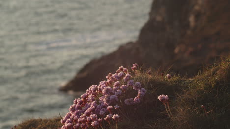 Schöne-Rosafarbene-Cornish-Sea-Sparsamkeitsblumen-Bei-Sonnenuntergang-An-Den-Wellen---Nahaufnahme