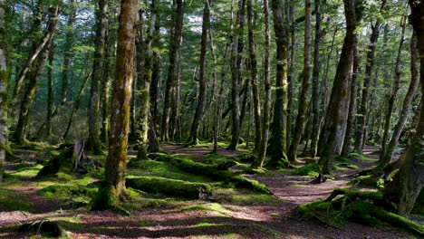 Wide-shot-showing-dreamy-forest-with-moss-on-the-ground-and-many-trees-during-sunny-day-in-Fiordland-National-Park