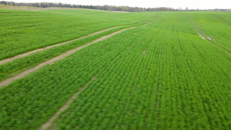 Poland-Pieszkowo-green-fields-view-from-the-top-angle-of-view,-aerial-drone,-tractor-rut-traces-on-green-grass-field