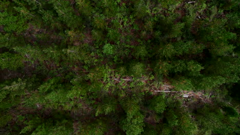 Aerial:-Birds-eye-view-drone-shot-rising-higher-over-a-green-forest-of-trees