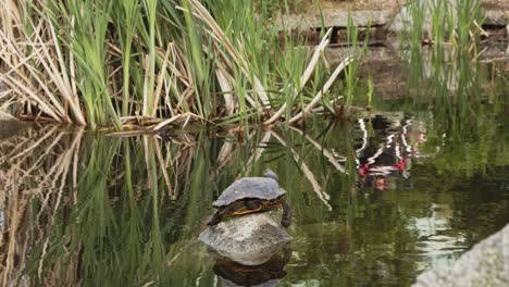 Turtle-on-rock-on-pond-with-tall-grass-behind