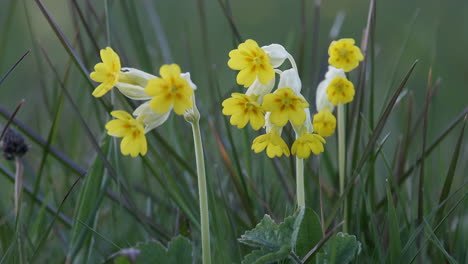Delicadas-Flores-Silvestres-De-Prímula-En-Un-Prado-Sin-Cultivar-En-Worcestershire,-Inglaterra-Al-Atardecer-Con-Sus-Cabezas-De-Flores-Cerradas