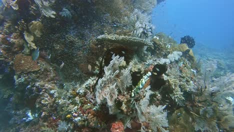 Underwater-pinnacle-covered-and-coral-and-surrounded-by-small-fish