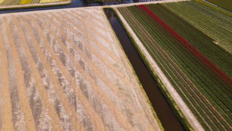 Aerial-tilt-up-fly-over-barren-tulip-fields-on-agricultural-fields-in-Holland
