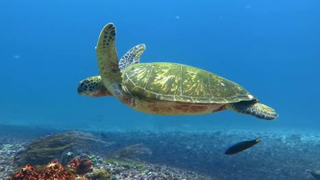Eine-Algenbedeckte-Schildkröte-Schwimmt-Entlang