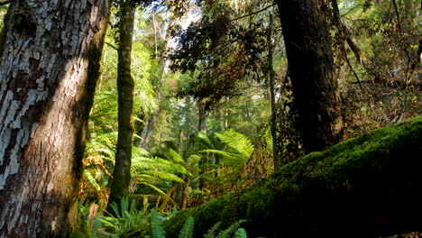 Slow-tilt-down-showing-sunlight-in-wilderness-of-Fiordland-National-Park-with-fern,plants-and-mossy-wooden-trunk