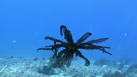 A-swimming-black-feather-star
