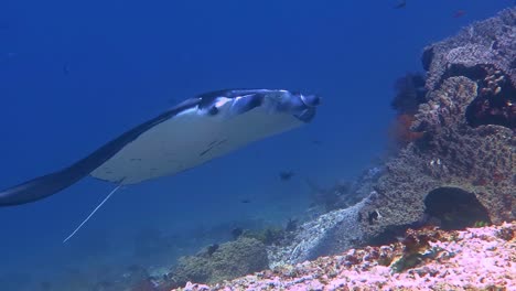 A-close-encounter-with-a-Manta-Ray-swimming-past-a-coral-outcrop