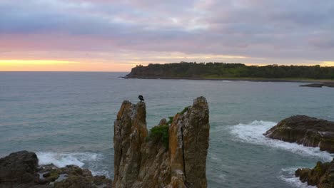 Aerial-view-of-Cathedral-Rocks-and-a-Cormorant-On-Top-And-at-Sunrise,-Kiama-Downs,-NSW,-Australia