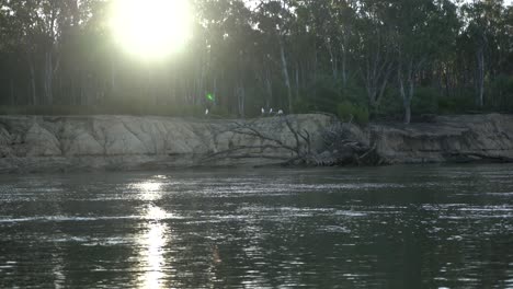 Sonnenuntergang-Am-Fluss-Mit-Vögeln-Kakadus-Auf-Baum-Australische-Fauna-Outback