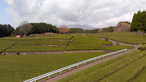Flying-through-trees-at-green-tea-farm-in-Shizuoka-with-cloudy-Mount-Fuji
