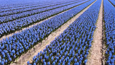 Close-up-Aerial-fly-over-backwards-agricultural-dutch-fields-with-purple-hyacinth-flowers