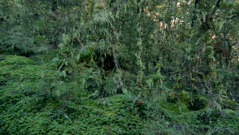 Slow-pan-shot-showing-deep-jungle-of-Fiordland-National-Park-in-New-Zealand