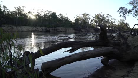 Umgestürzte-Bäume-Am-Flussufer-Sonnenuntergang-Australische-Campingfauna