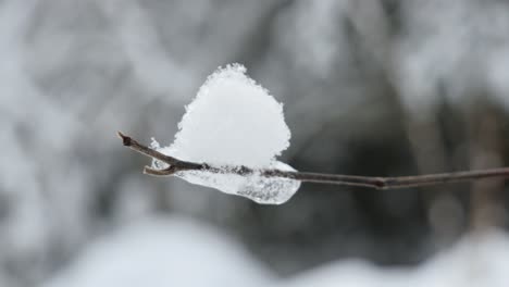 Close-Up-of-Snow-and-Icicles-on-a-leafless-tree-branch-in-a-Winter-Forest,-Blurred-Background