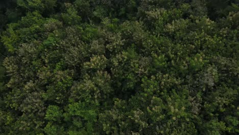 Aerial-view,-tropical-forests-and-visible-white-clouds-blanketing-forests-in-Indonesia