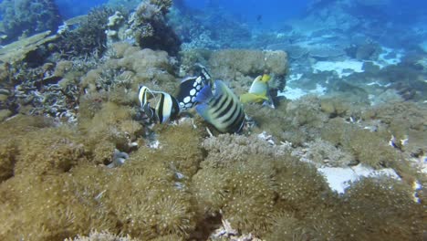 Verschiedene-Arten-Von-Bunten-Tropischen-Fischen,-Die-Sich-An-Einem-Korallenriff-Ernähren