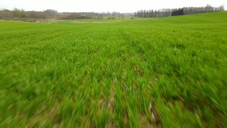 Fast-drone-flight-over-green-rye-fields-in-Pieszkowo-Poland