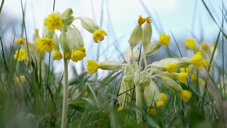 Wild-Yellow-Cowslip-flowers-blooming-in-a-wild-flower-meadow-in-Worcestershire,-England-amid-the-strong-green-meadow-grasses
