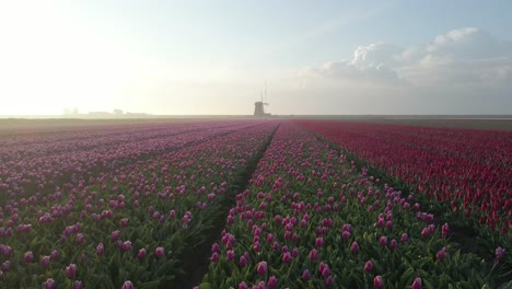 Bright-magical-sunlight-in-morning-at-tulip-field-with-distant-windmill