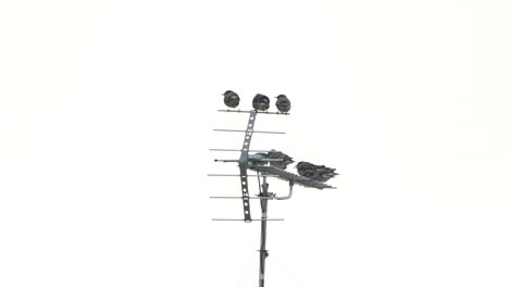 Grupo-De-Pájaros-Estorninos-De-Mejillas-Blancas-Se-Posa-En-La-Antena-En-El-Cielo-Despejado-En-Tokio,-Japón