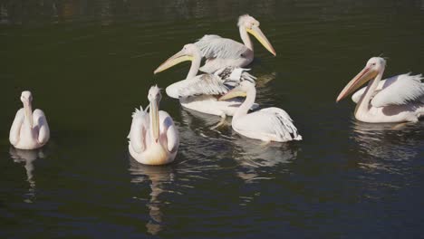 Linda-Familia-De-Pelícanos-Nadando-En-Un-Estanque-Y-Aseándose