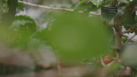 Kaffeepflanze,-Mit-Roten-Früchten