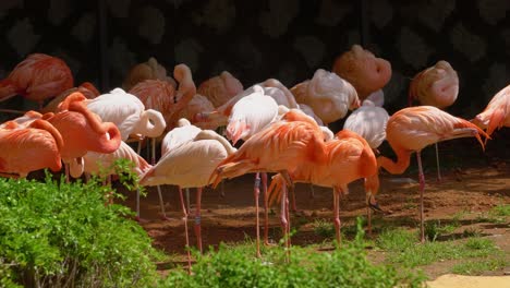 Gruppe-Von-Flamingos,-Die-Friedlich-Auf-Einem-Bein-Im-Sonnenschein-Im-Zoo-Von-Seoul-Grand-Park-Stehen