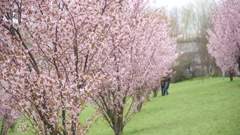 Lange-Sakura-Bäume,-Die-Im-Wind-Wehen,-Mit-Menschen-Im-Verschwommenen-Hintergrund,-Die-Fotos-Machen