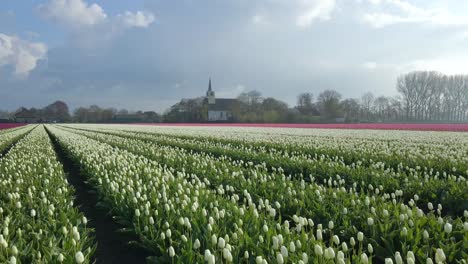 Dreamy-tulip-field-with-distant-white-church-in-holland-countryside