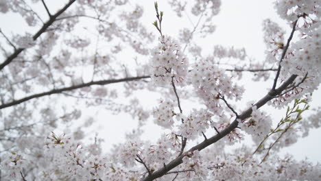 Schöne-Weiße-Blühende-Sakura,-Die-An-Einem-Bewölkten-Tag-Im-Wind-Weht